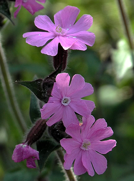 Silene dioica, flower. Carn Galver, Zennor, Cornwall,  United Kingdom.